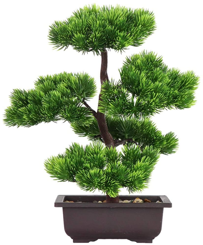 Bonsai Garden Kit - Plante bonsaï de pin japonais pour