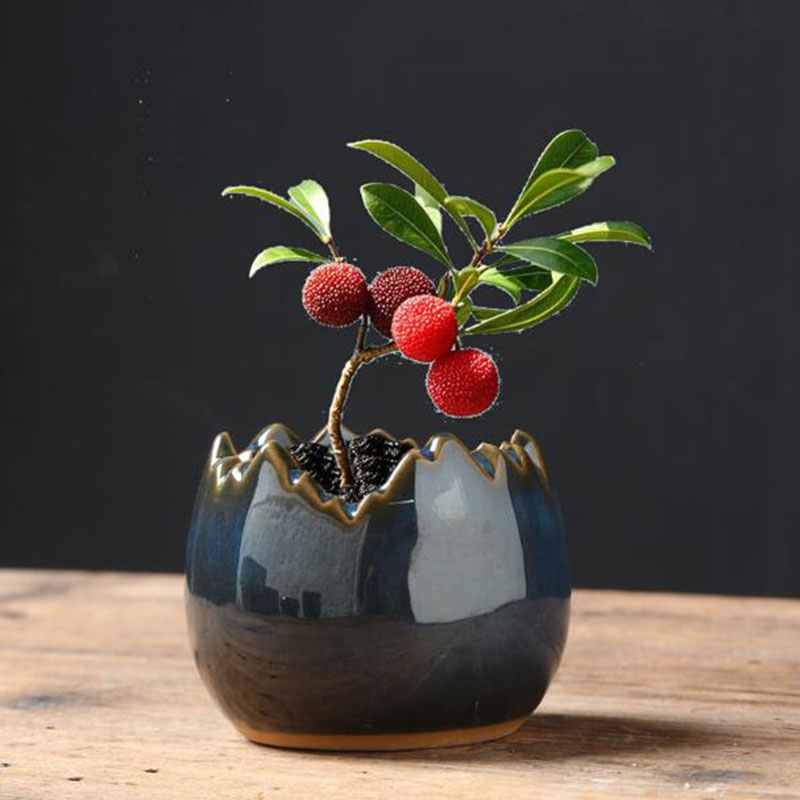 Bonsai Garden Art - Pot de fleurs en coquille d'œuf