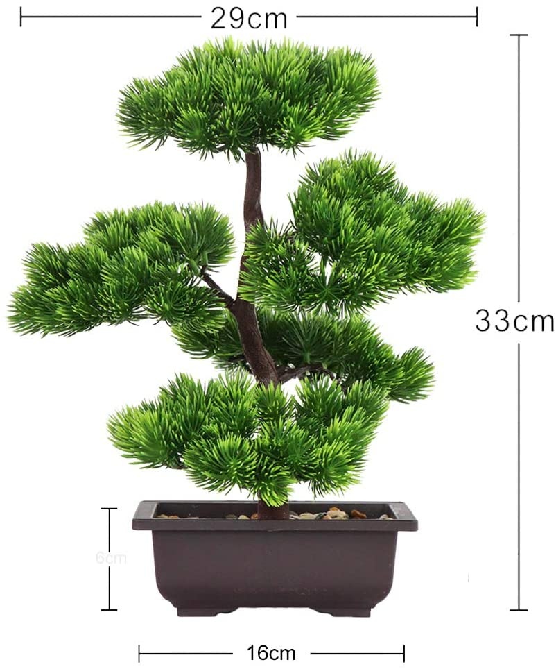 Plante bonsaï de pin japonais  - Bonsai Garden Kit avis et prix