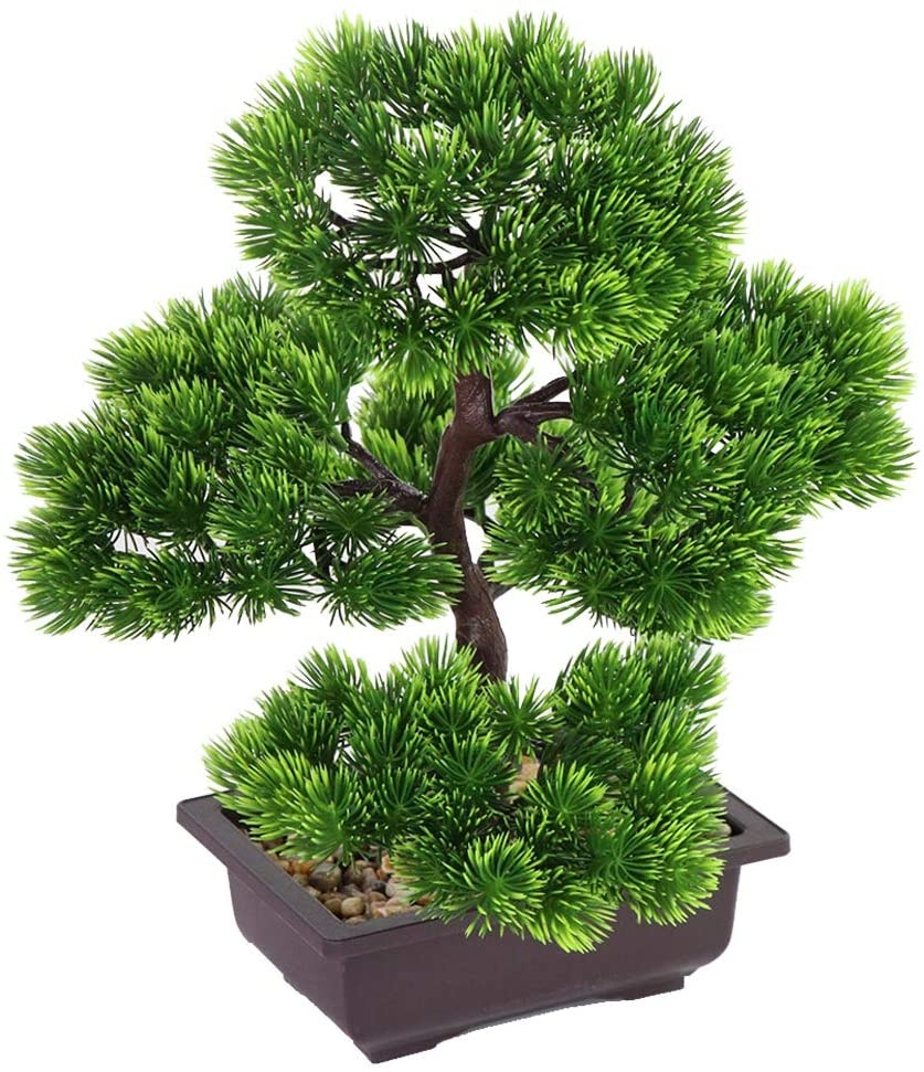 Plante bonsaï de pin japonais  - Bonsai Garden Kit avis et prix