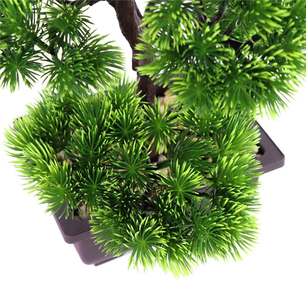 Plante bonsaï de pin japonais  - Bonsai Garden Kit avis et prix