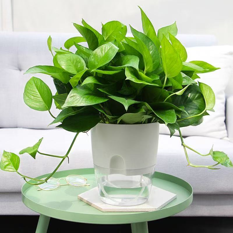 Pots auto-arrosants pour plant - Sphagnum Moss Bag avis et prix