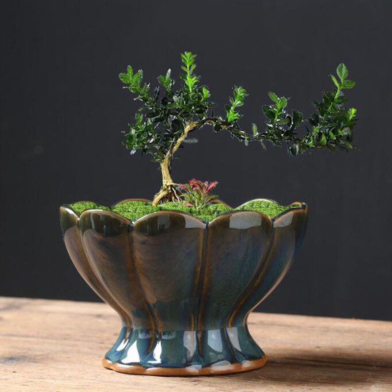 Pot de fleurs en coquille d'œu - Bonsai Garden Art avis et prix